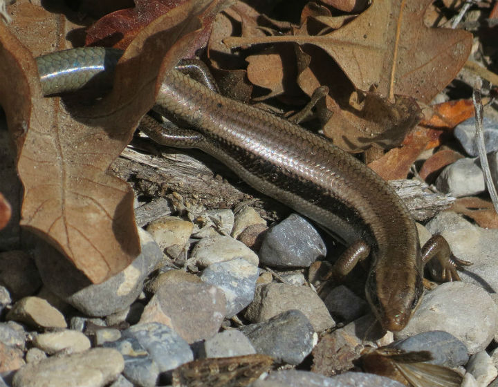 Gilbert's Skink.